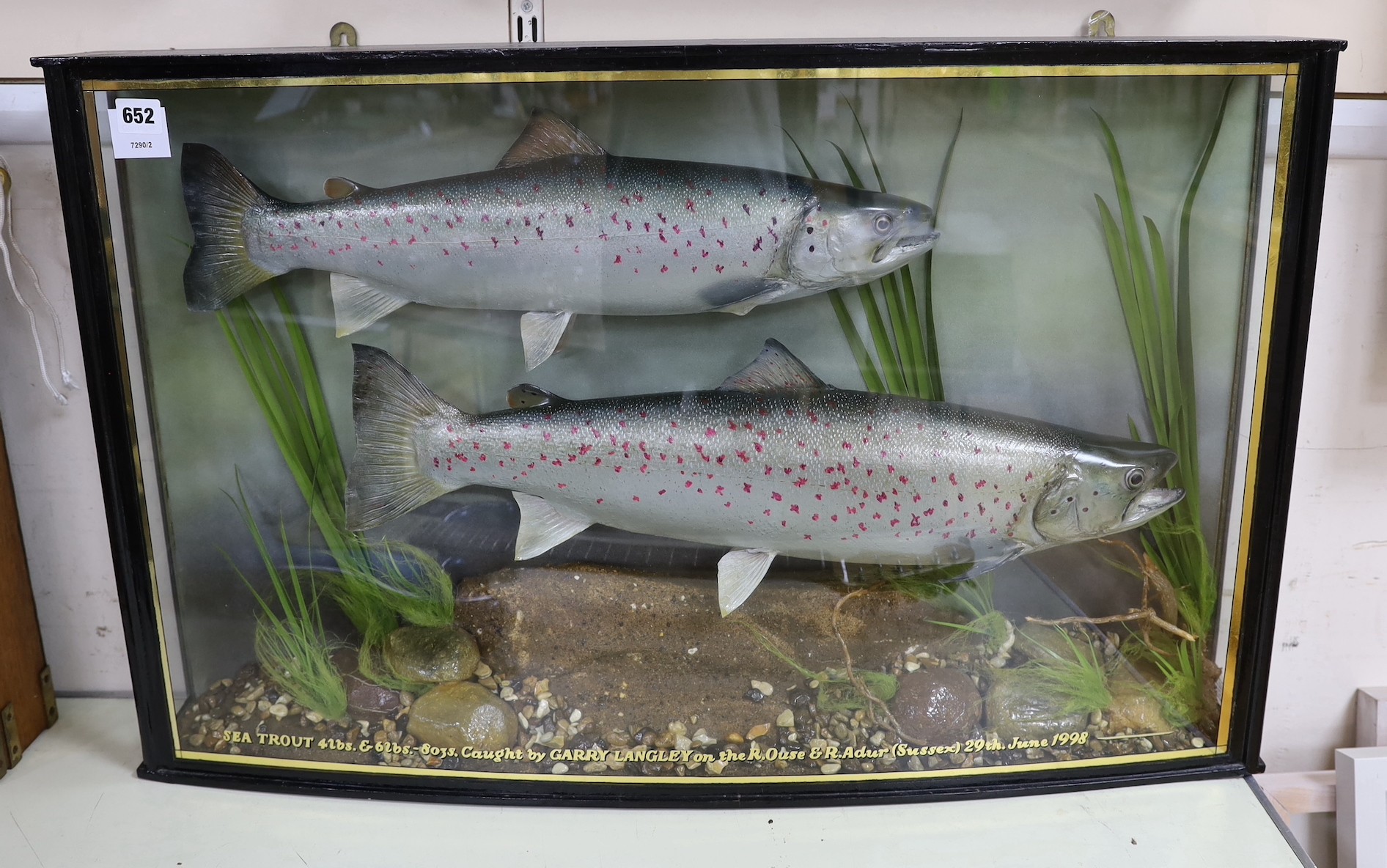 A cased pair of taxidermic sea trout caught in the rivers Ouse and Adur, 1998